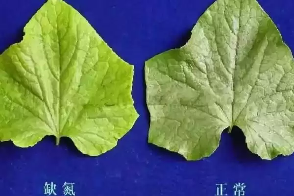 图片[3]-氮肥能增强光合作用、促进生长、提高作物产量及改善品质，氮肥对植物的作用原理是什么？-会东网