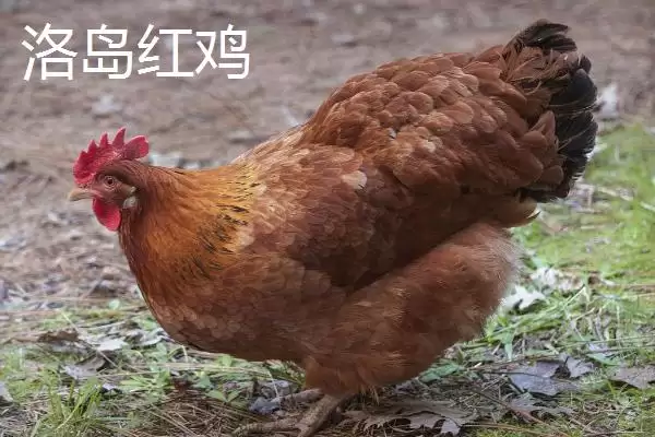 图片[3]-白来航鸡年产蛋量可达300枚，是什么因素造就了它如此高的产蛋性能？常见的蛋鸡品种还有哪些特点？-会东网