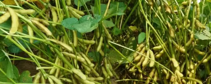 贡豆20大豆种子,区试春播全生育期平均120天,春播的生长环境有何要求?-会东网