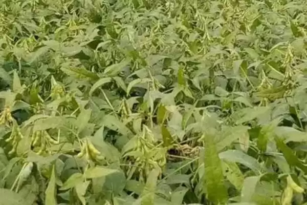 图片[2]-黄豆喜欢氮磷钾肥，不同生长阶段对肥料的需求有何变化？-会东网
