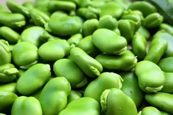 图片[2]-蚕豆和豌豆采收后怎样贮藏才好？低温冷藏是关键吗？-会东网