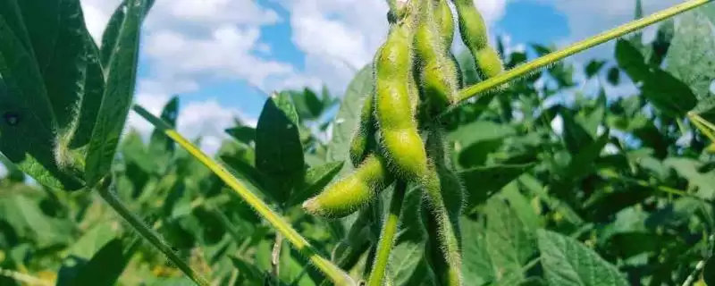 红研7号大豆品种,在适应区5月中上旬播种有什么好处?-会东网