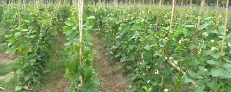 刀豆选择排水良好的砂壤土种植为佳,这与刀豆的生长习性有什么关系?刀豆的种植技术还有哪些要点?-会东网