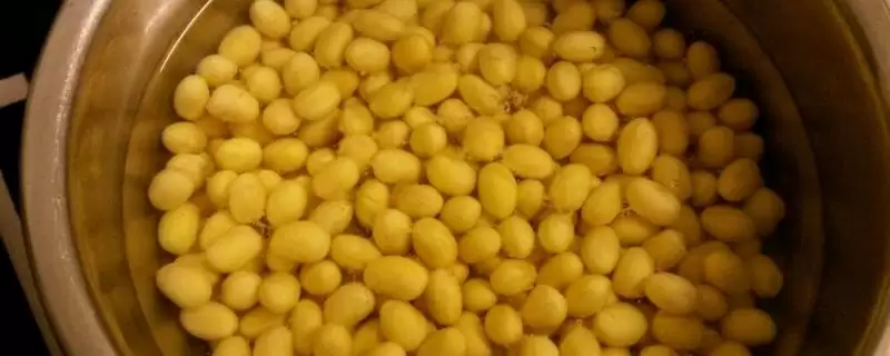 黄豆有机肥为何是中性或偏酸性肥料？对土壤有什么影响？-会东网