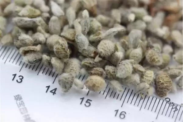 图片[2]-花棒种子的收购价格因地区而异，影响价格的因素还有哪些？-会东网