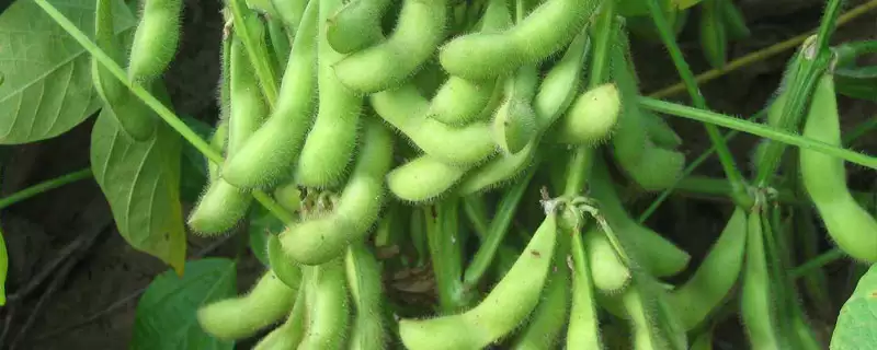 华夏21大豆品种，中等肥力地块8万株的种植安排合理吗？-会东网