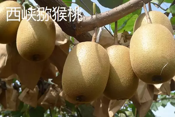 图片[9]-河南省驻马店市的平舆白芝麻、正阳三黄鸡、正阳花生等特产，是如何成为当地特色的？-会东网