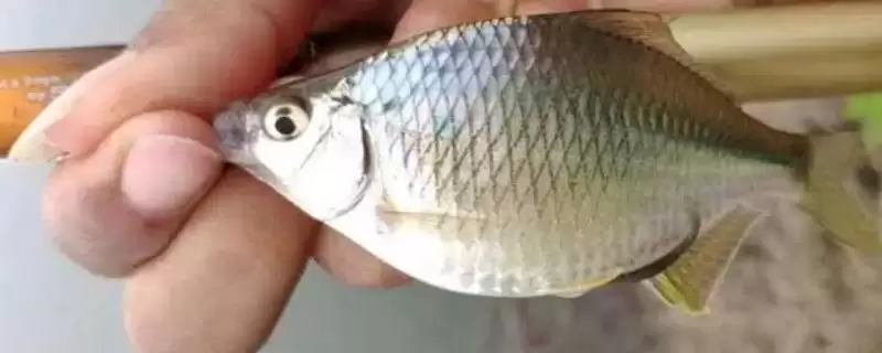 钓鳑鲏鱼“小钩细线”真的是关键技巧吗?钓鳑鲏鱼还有哪些实用技巧?-会东网