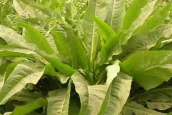 图片[5]-哪些特色蔬菜品种具有种植前景呢？-会东网