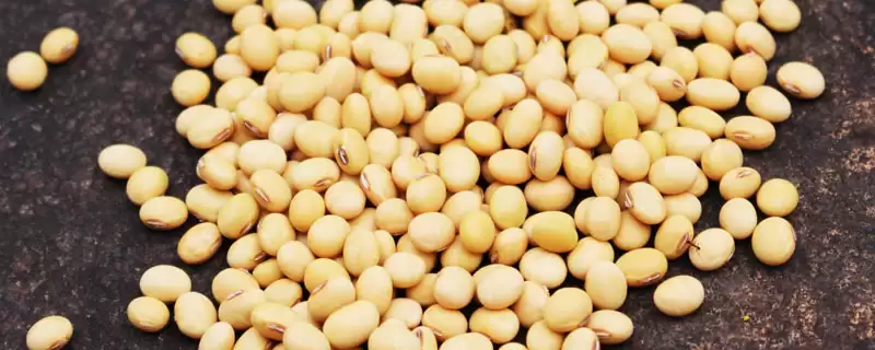 徐春2号大豆种子地膜覆盖何时播?-会东网