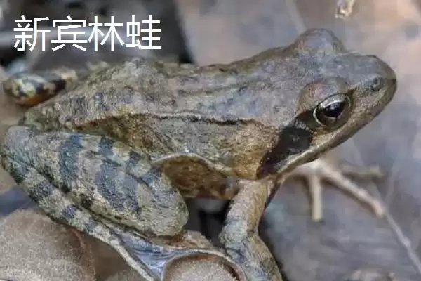 图片[6]-辽宁新宾满族自治县有何特产及农产品标志？-会东网