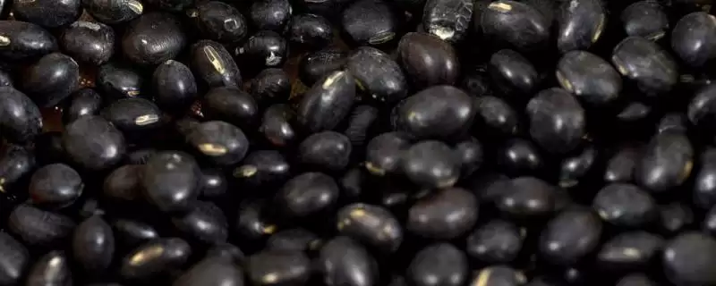 黑豆有苦味是因含生物碱的原因?-会东网