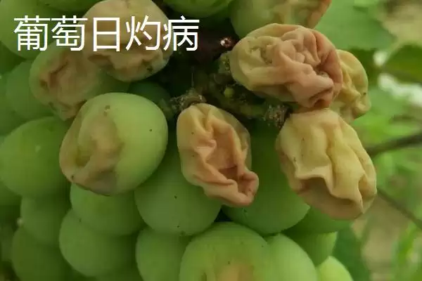 图片[2]-葡萄日灼病和缩果病症状区别防治？-会东网