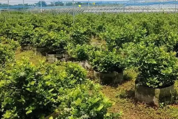 图片[3]-蓝莓高产栽培前如何施肥改土？-会东网