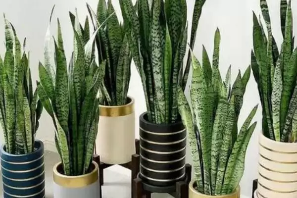 图片[3]-虎皮兰属于百合目科有何植物特征？-会东网