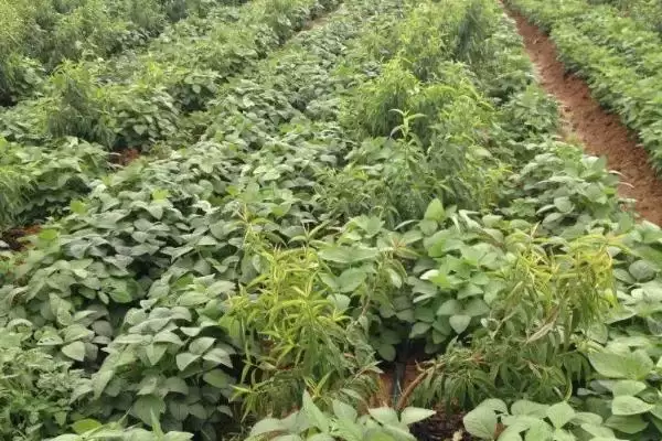 图片[2]-蒙豆28号大豆种子有哪些特征特性？-会东网