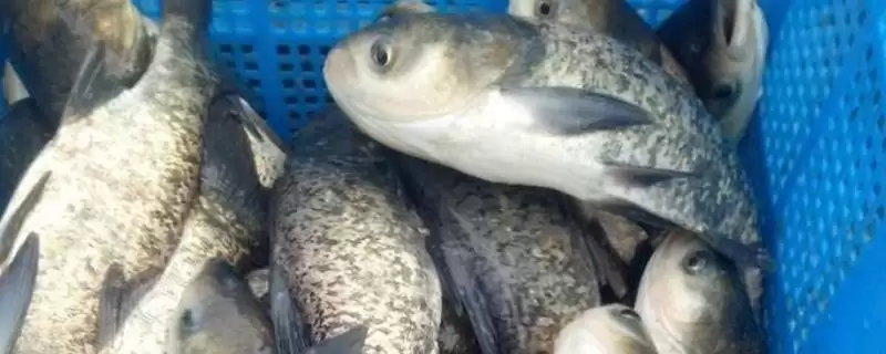 养殖花鲢鱼如何定时定量投喂?-会东网
