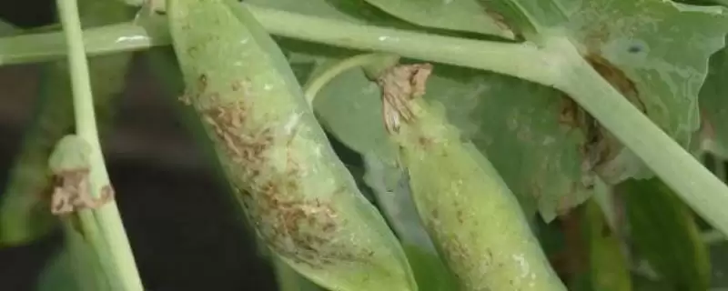 豌豆褐斑病在何种条件下发病重?-会东网