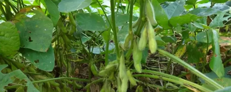早春毛豆结荚少和温差有何关系?-会东网