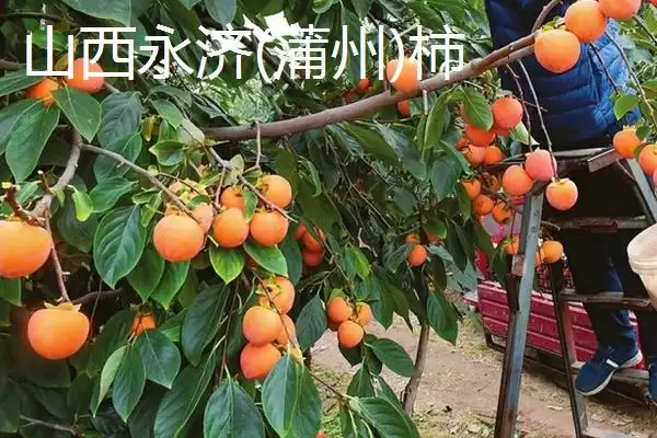 图片[8]-哪些地方产出的柿子比较好吃且有名？-会东网