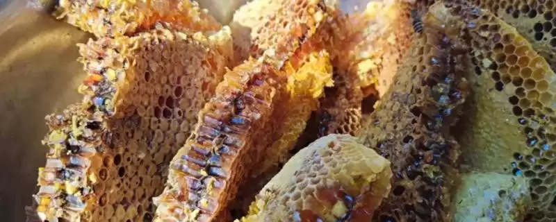 我国主要蜜源植物油菜分布最广?-会东网