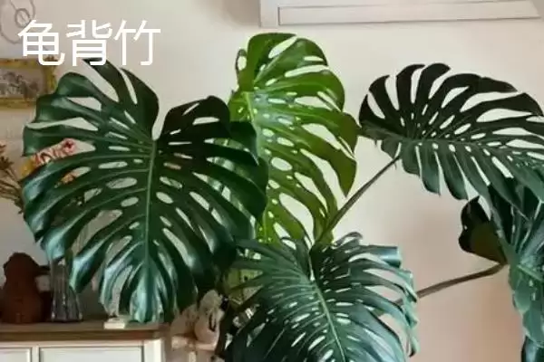 图片[2]-哪些室外花卉耐寒耐旱如龟背竹等？-会东网