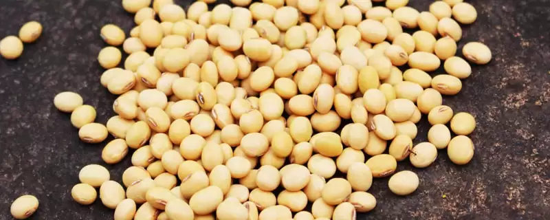 蒙豆375大豆品种中等肥力亩种多少株?-会东网