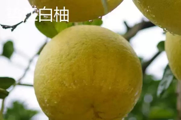 图片[2]-重庆市垫江县有何特产丹皮乡？-会东网