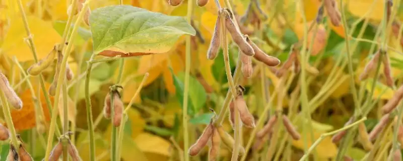 石豆24大豆种子每亩播种量多少？-会东网