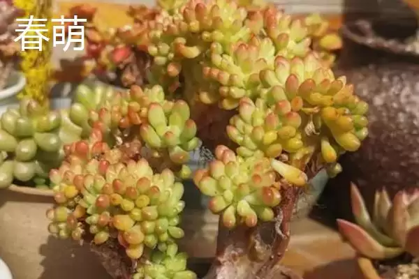 图片[7]-哪些多肉植物如佛珠等具有香味？-会东网