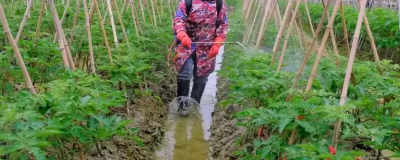 夏季蔬菜如何以防为主防病虫害？-会东网