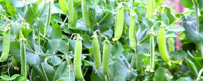 荷兰豆开花前追肥如何提高产量？-会东网
