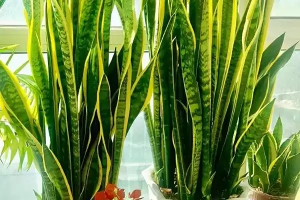 图片[4]-虎皮兰属于百合目科有何植物特征？-会东网