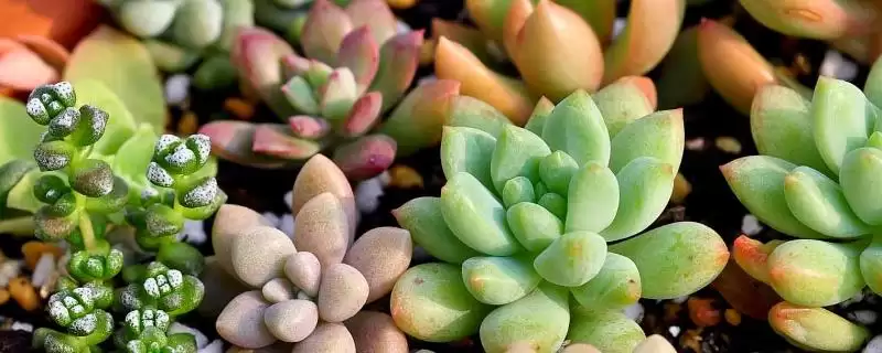 哪些多肉植物如佛珠等具有香味？-会东网