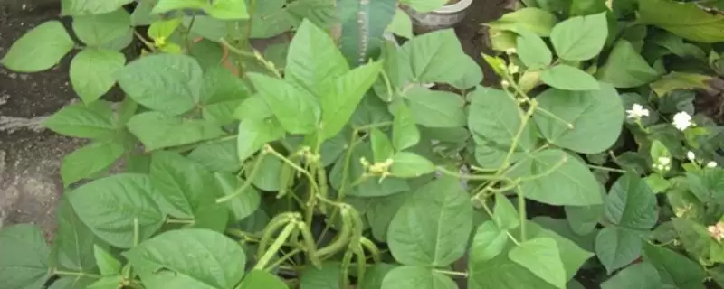 绿豆豆荚和种子呈何种形态特征？-会东网