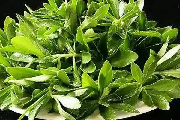 图片[4]-哪些特色蔬菜品种具有种植前景呢？-会东网