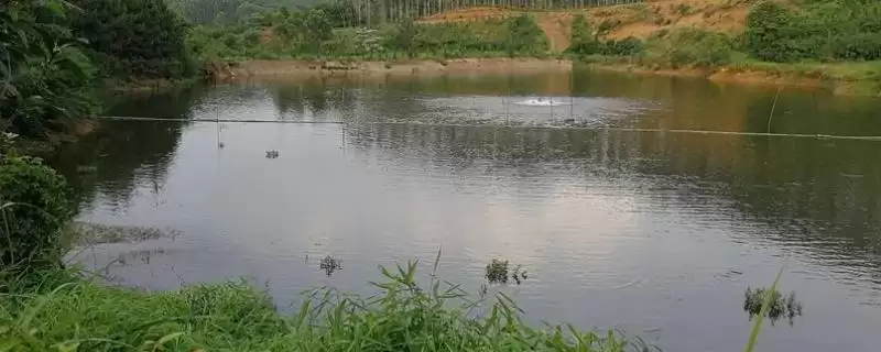 鱼塘硫酸铜为何用硫代硫酸钠解毒？-会东网
