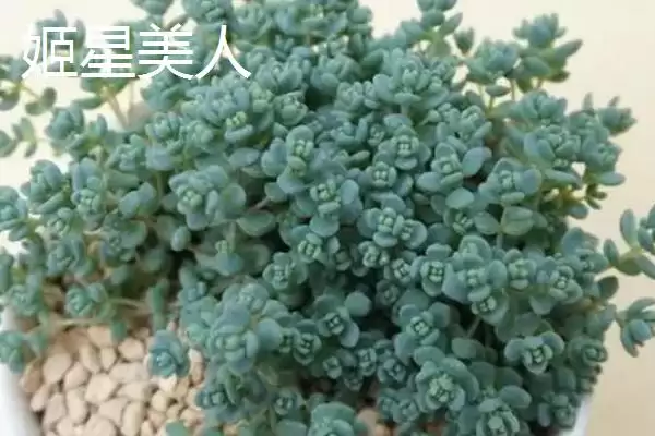 图片[3]-哪些多肉植物如佛珠等具有香味？-会东网