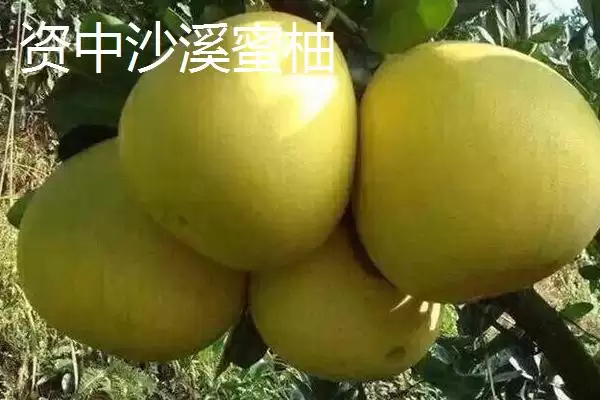 图片[3]-四川内江市资中县有何著名特产？-会东网
