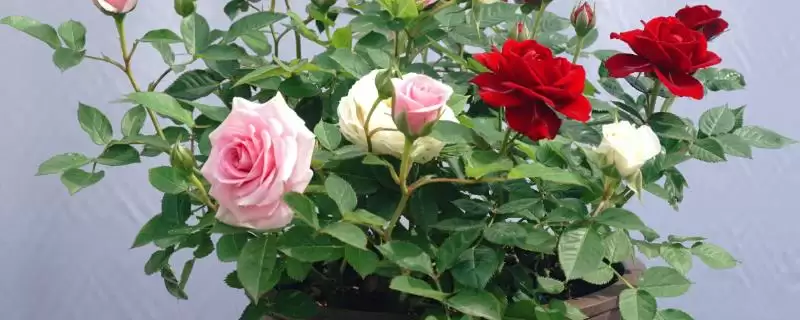 盆栽月季花单枝套袋如何养护?-会东网