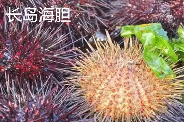 图片[10]-山东省临清市有哪些传统名吃特产？-会东网