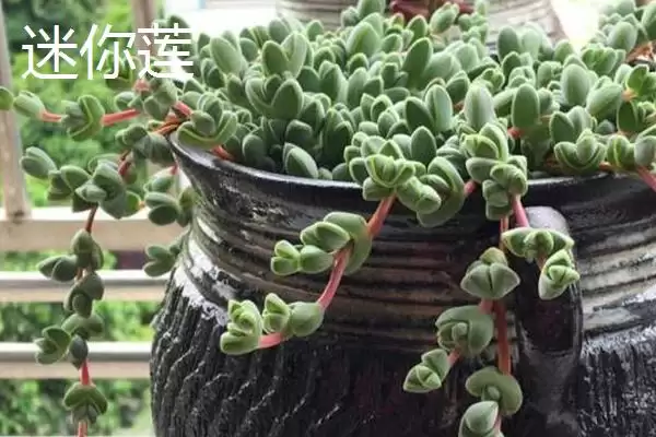 图片[5]-哪些多肉植物如佛珠等具有香味？-会东网