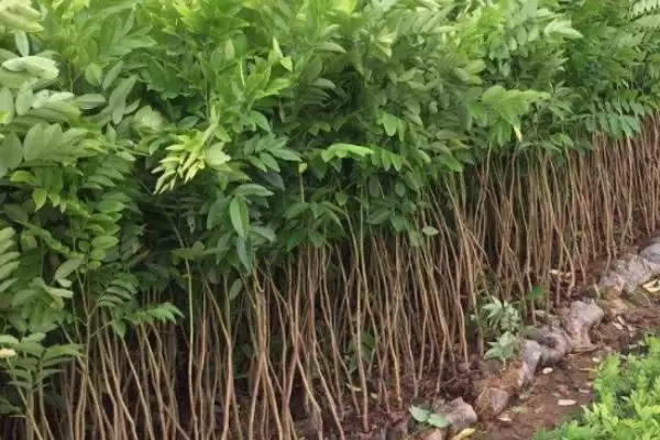 图片[2]-越南黄花梨多生长在哪些地方？-会东网