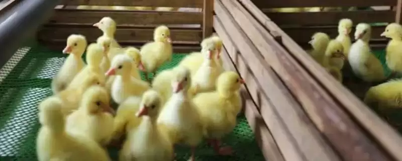 小鹅养几个月开始可以下蛋呢?-会东网