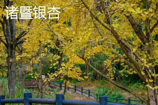 图片[2]-浙江省诸暨市有何特产同山烧？-会东网