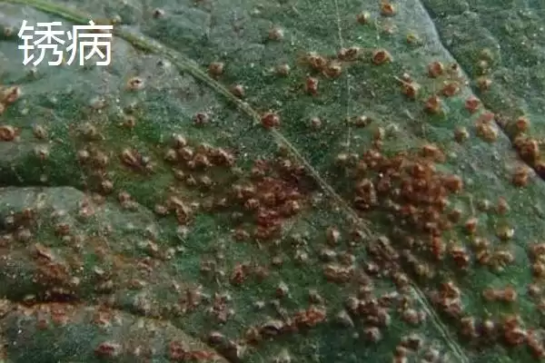 图片[4]-毛豆常见病害防治关键是抗病种？-会东网