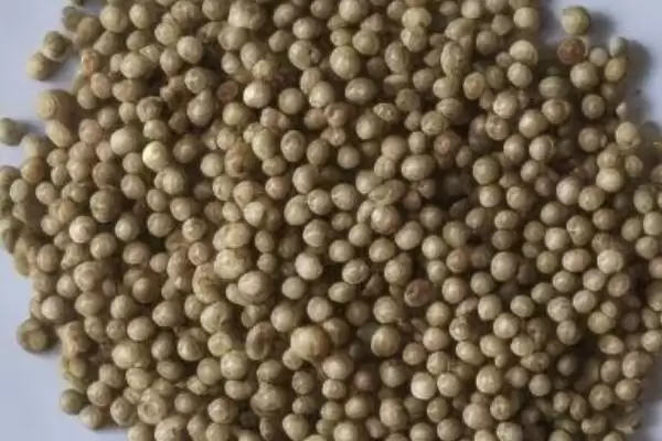 图片[4]-蔬菜种子不同种类如何催芽技术？-会东网