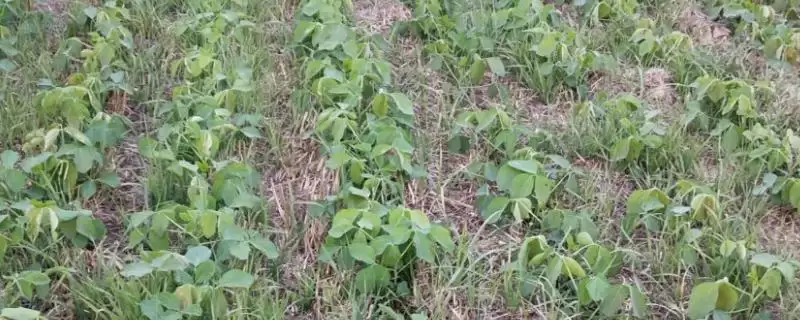 兆成扇子豆大豆品种有何简介?-会东网