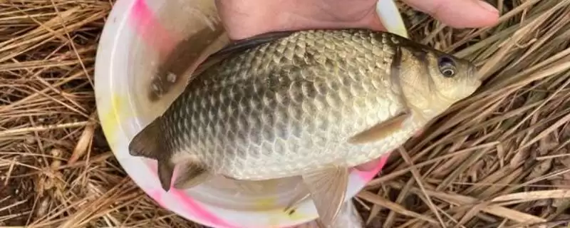 早春钓鲫鱼选中午有何垂钓技巧？-会东网