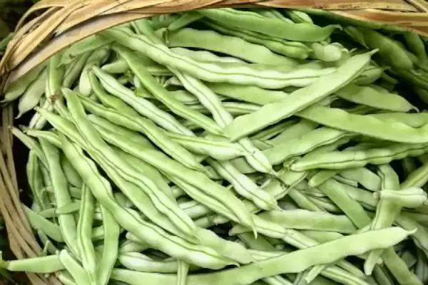 图片[2]-四季豆开花后多久进入收获期？-会东网
